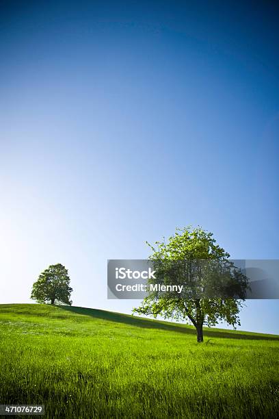 Spring Árboles De Foto de stock y más banco de imágenes de Aire libre - Aire libre, Aislado, Azul