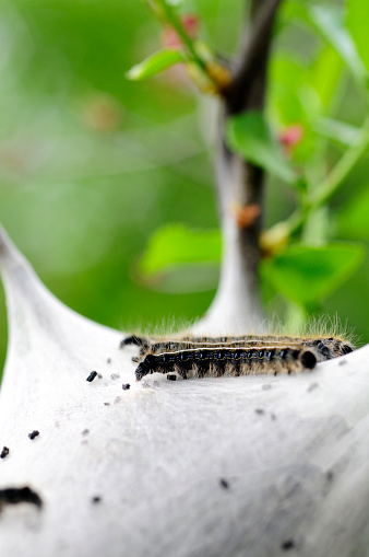 Newly emerged caterpillars, damaging to forests.