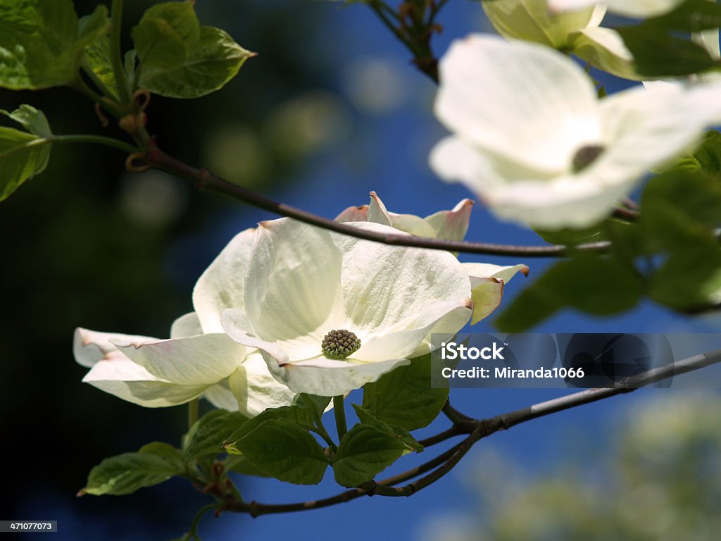 Cornioli in fioritura - Foto stock royalty-free di Albero