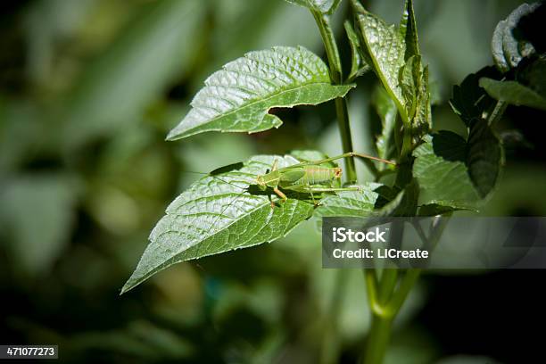 Foto de Mesadecaudabush Pterophylla Camellifolia e mais fotos de stock de Animal - Animal, Camuflagem, Folha