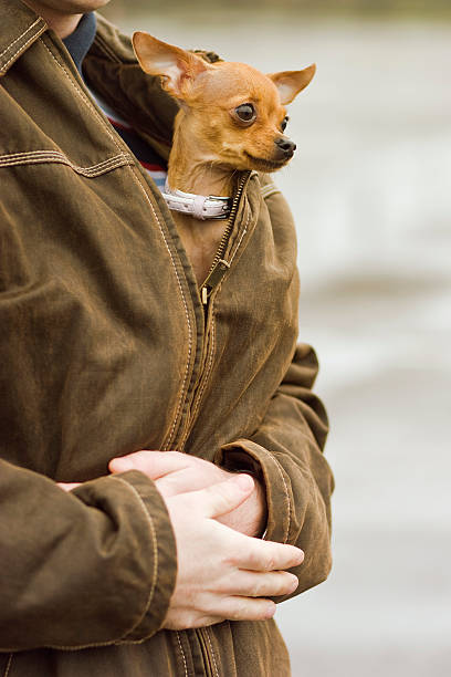 Miniature Pinscher in one's bosom: Dog show