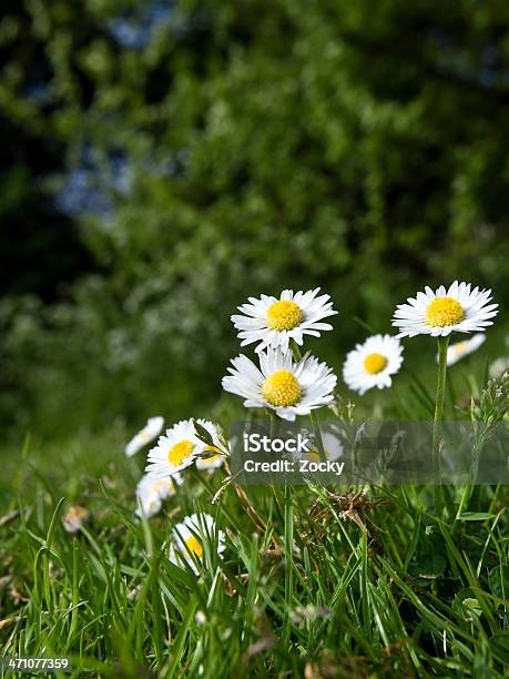 Kamille Stockfoto und mehr Bilder von Agrarbetrieb - Agrarbetrieb, Blau, Blume