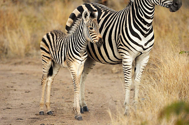 istock Zebra puppy beside his mother in sabi sands 471077643