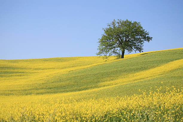 árbol y amarillo meadow en val d'orcia, toscana, italia - mustard plant mustard field clear sky sky fotografías e imágenes de stock