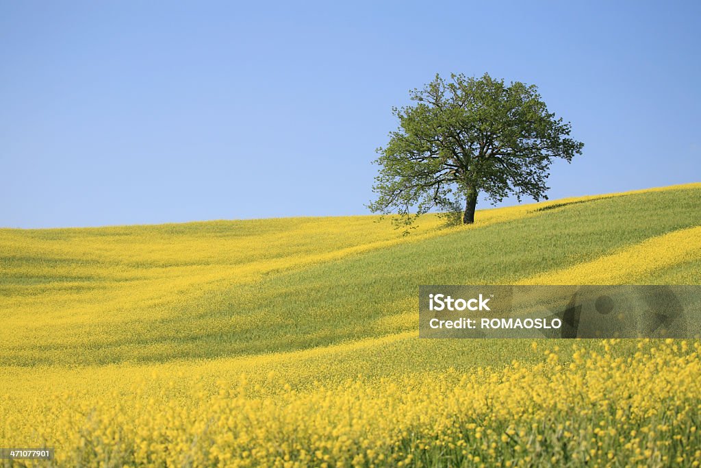 Árvore e amarelo meadow em Val d'Orcia Toscana, Itália - Foto de stock de Mostarda - Erva royalty-free
