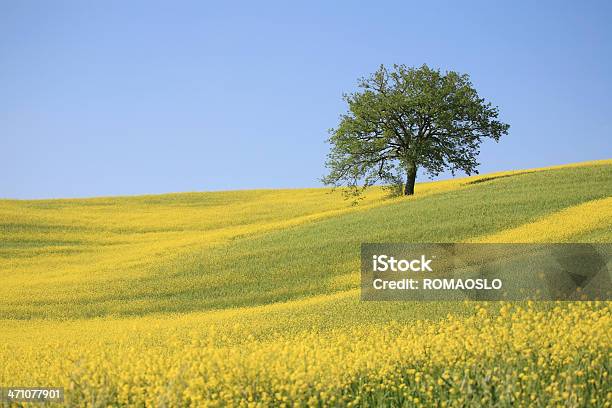 Foto de Árvore E Amarelo Meadow Em Val Dorcia Toscana Itália e mais fotos de stock de Mostarda - Erva