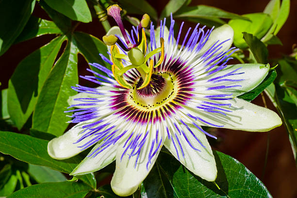 Passion Flower A passion flower in full bloom passion fruit flower stock pictures, royalty-free photos & images