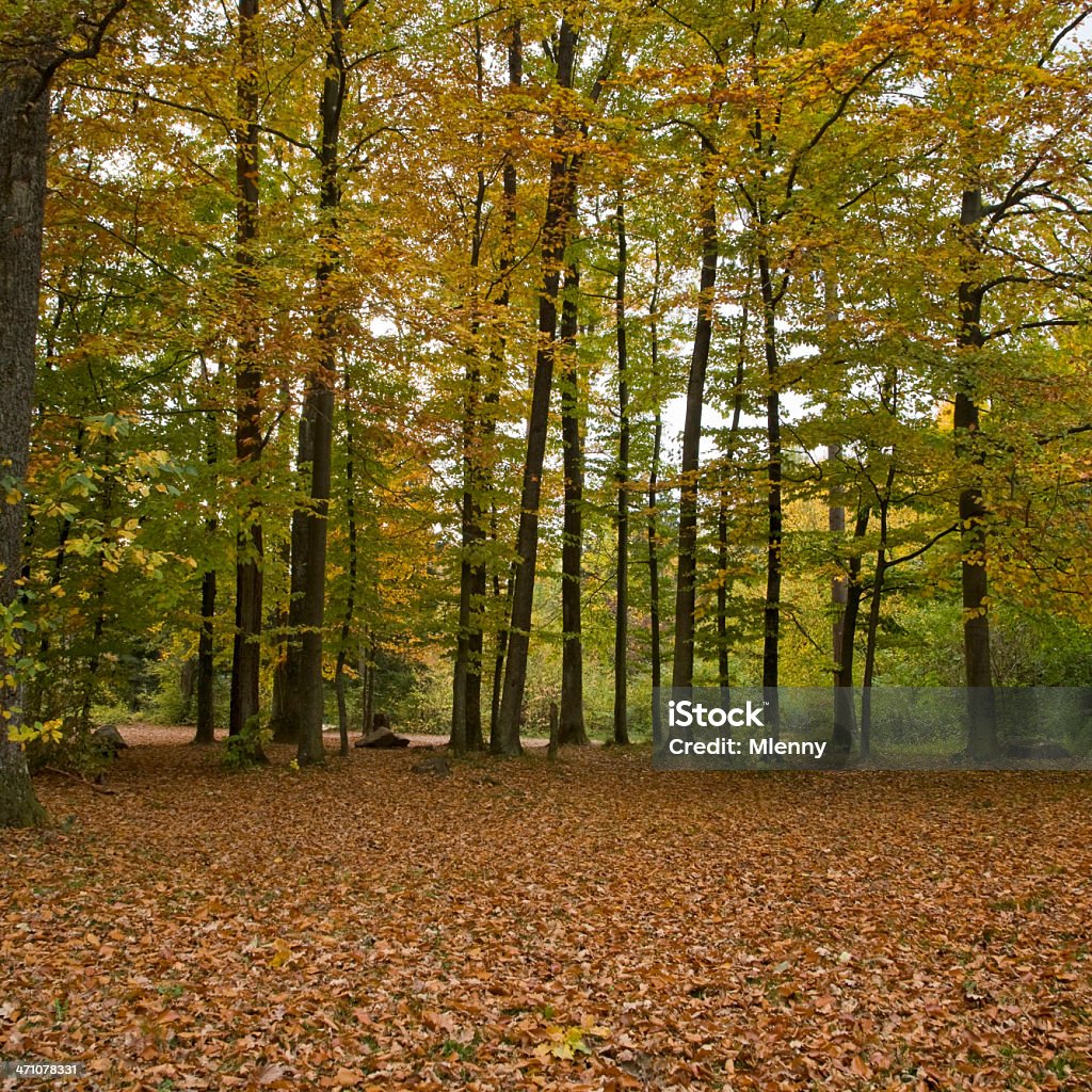 Outono outono floresta - Foto de stock de Ajardinado royalty-free