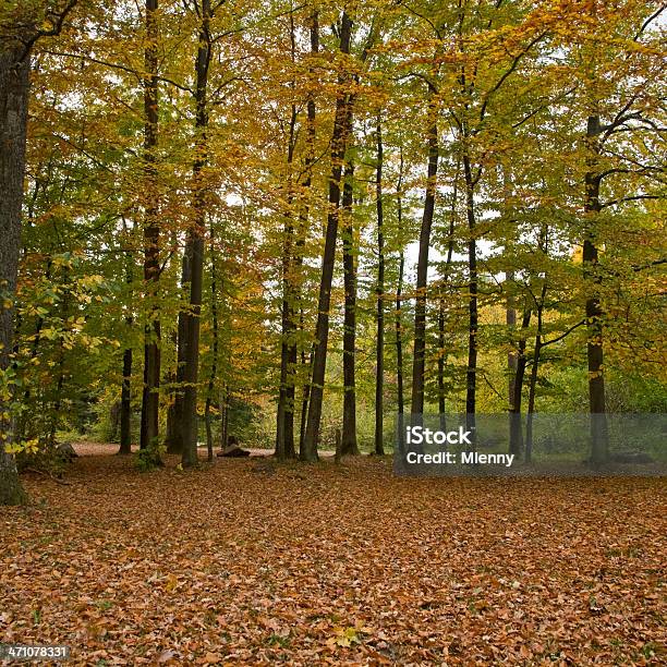 Foto de Outono Outono Floresta e mais fotos de stock de Ajardinado - Ajardinado, Beleza natural - Natureza, Caule