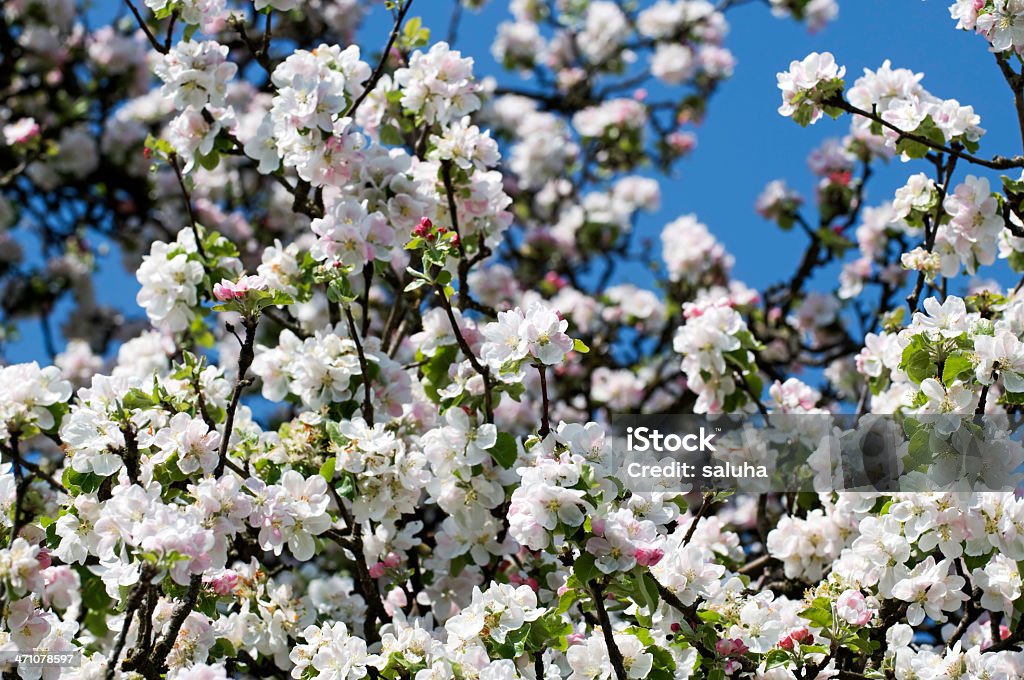 Flor de macieira na Primavera - Royalty-free Arbusto Foto de stock