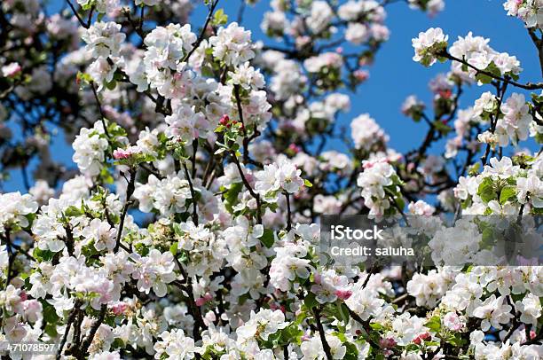 Flor De Macieira Na Primavera - Fotografias de stock e mais imagens de Arbusto - Arbusto, Azul, Beleza natural