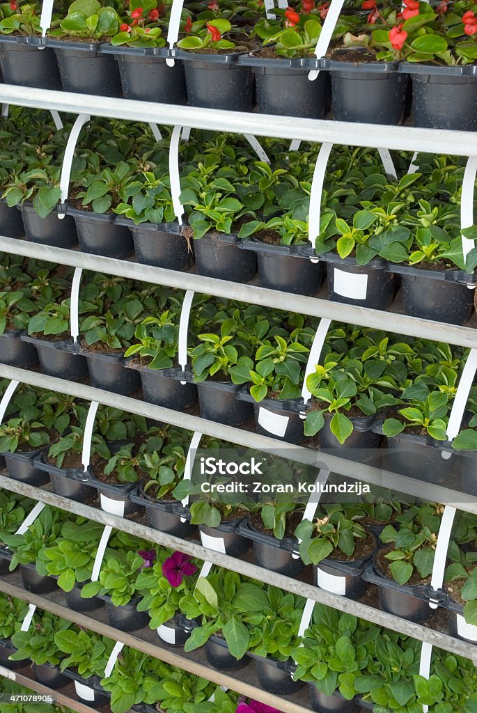 Seedlings en mercado - Foto de stock de Agricultura libre de derechos