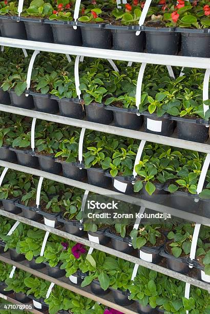 Seedlings En Mercado Foto de stock y más banco de imágenes de Agricultura - Agricultura, Aire libre, Belleza