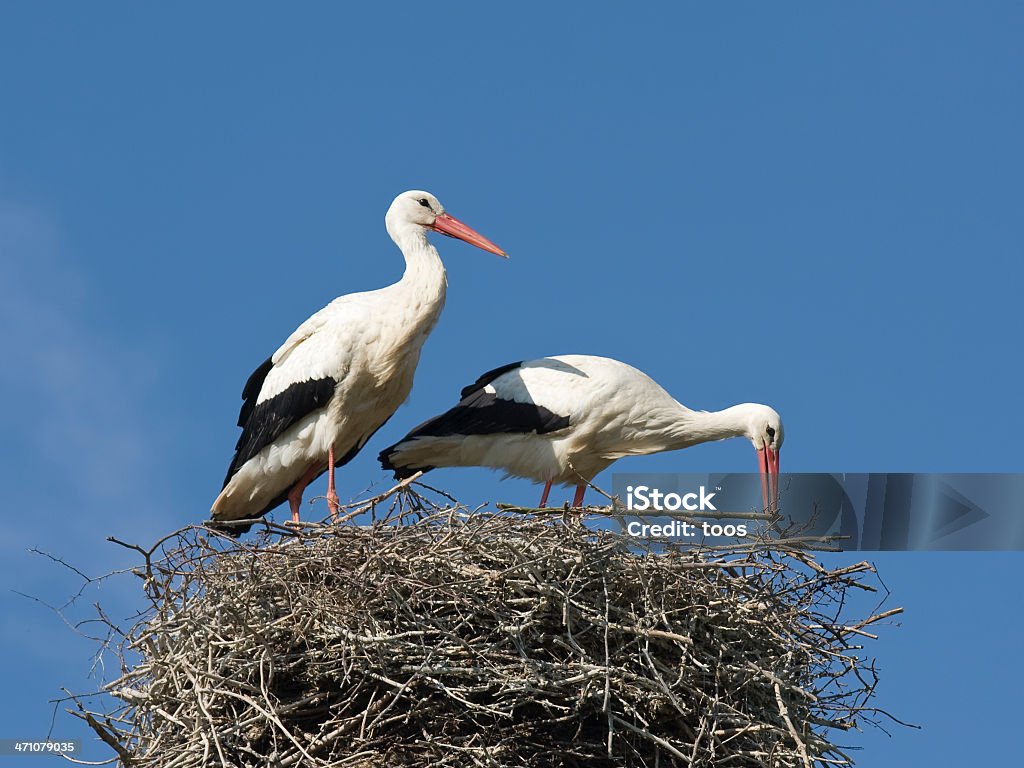 Storks 구축하는 네스트 - 로열티 프리 황새 스톡 사진