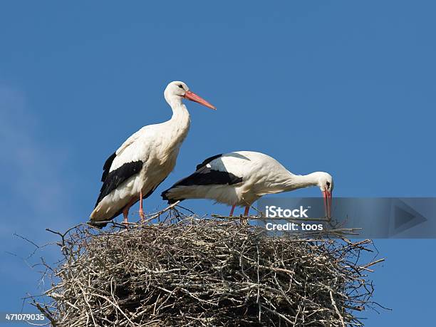 Storks 구축하는 네스트 황새에 대한 스톡 사진 및 기타 이미지 - 황새, 동물 둥지, 홍부리황새