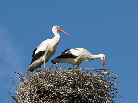 A pair of storks building a nest. For more (also XXXL)storks  click here