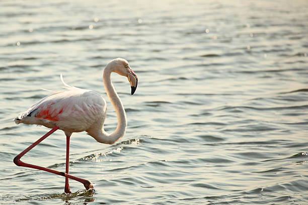 Greater Flamingo Standing in Shallow Water at Walvis Bay Namibia stock photo