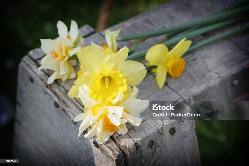 Narciso Bouquet - Foto stock royalty-free di Ambientazione esterna