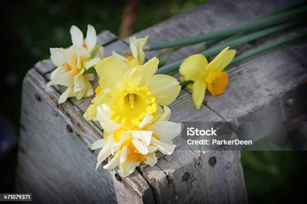 Narciso Bouquet - Fotografie stock e altre immagini di Ambientazione esterna - Ambientazione esterna, Bellezza, Bellezza naturale