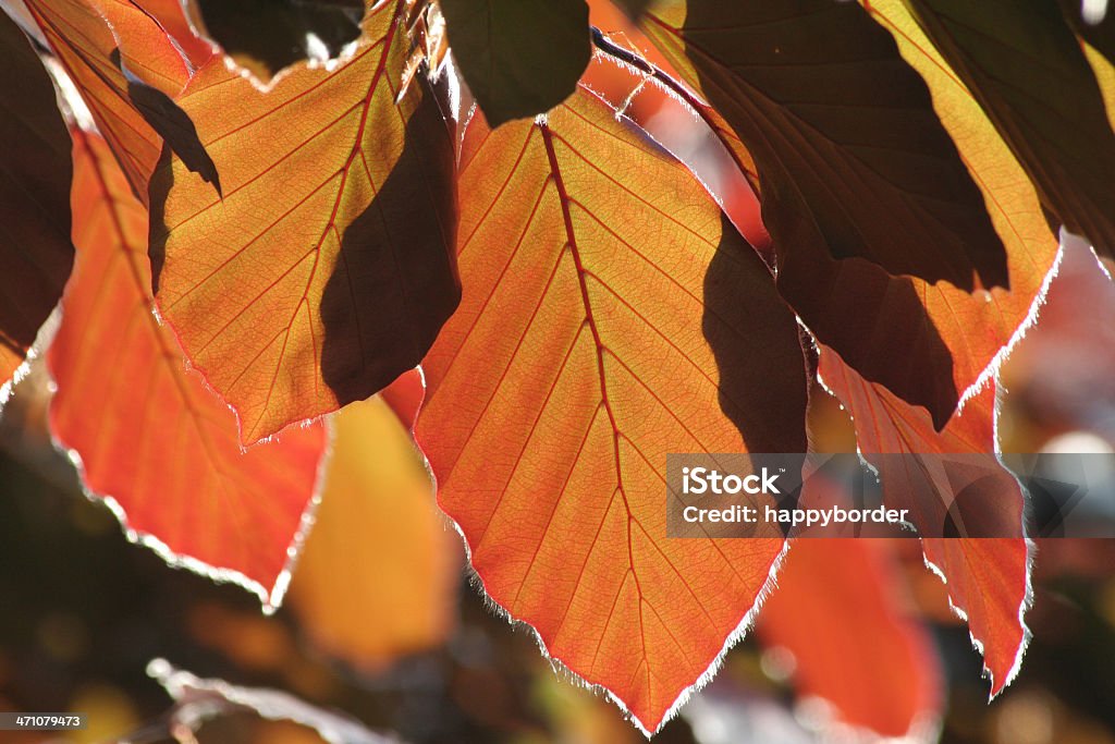 Bela Fagus Purpurea - Royalty-free Amarelo Foto de stock