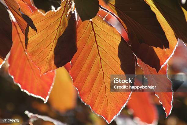 Bela Fagus Purpurea - Fotografias de stock e mais imagens de Amarelo - Amarelo, Beleza natural, Branco