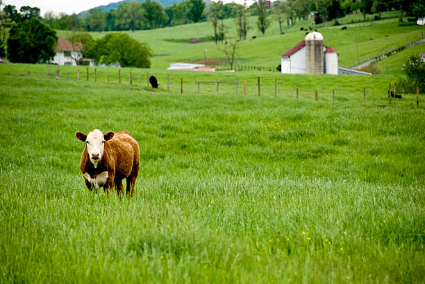 Curious Cow stock photo