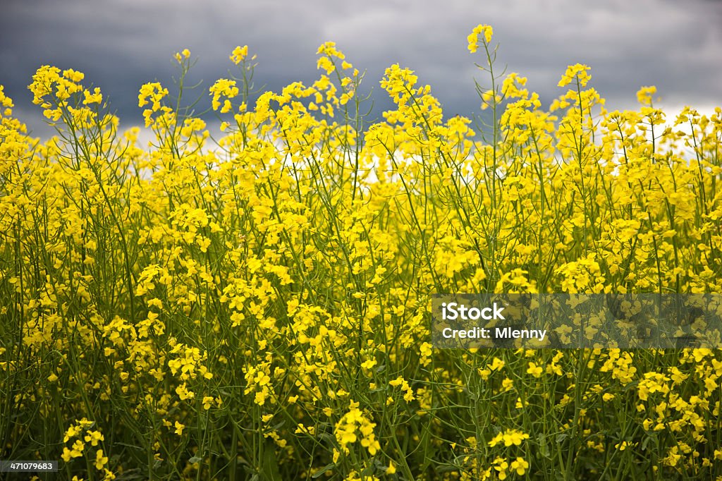 Canola - Foto de stock de Canola royalty-free