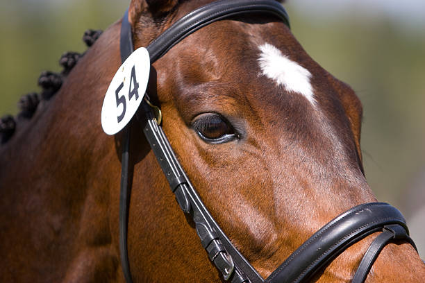 Close Up of a Horse stock photo