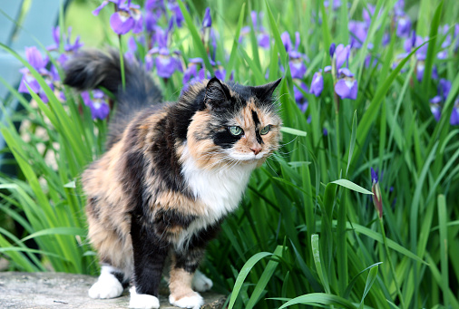 calico (tortoiseshell) cat in an iris garden - shallow depth of field - focus on the cat's face