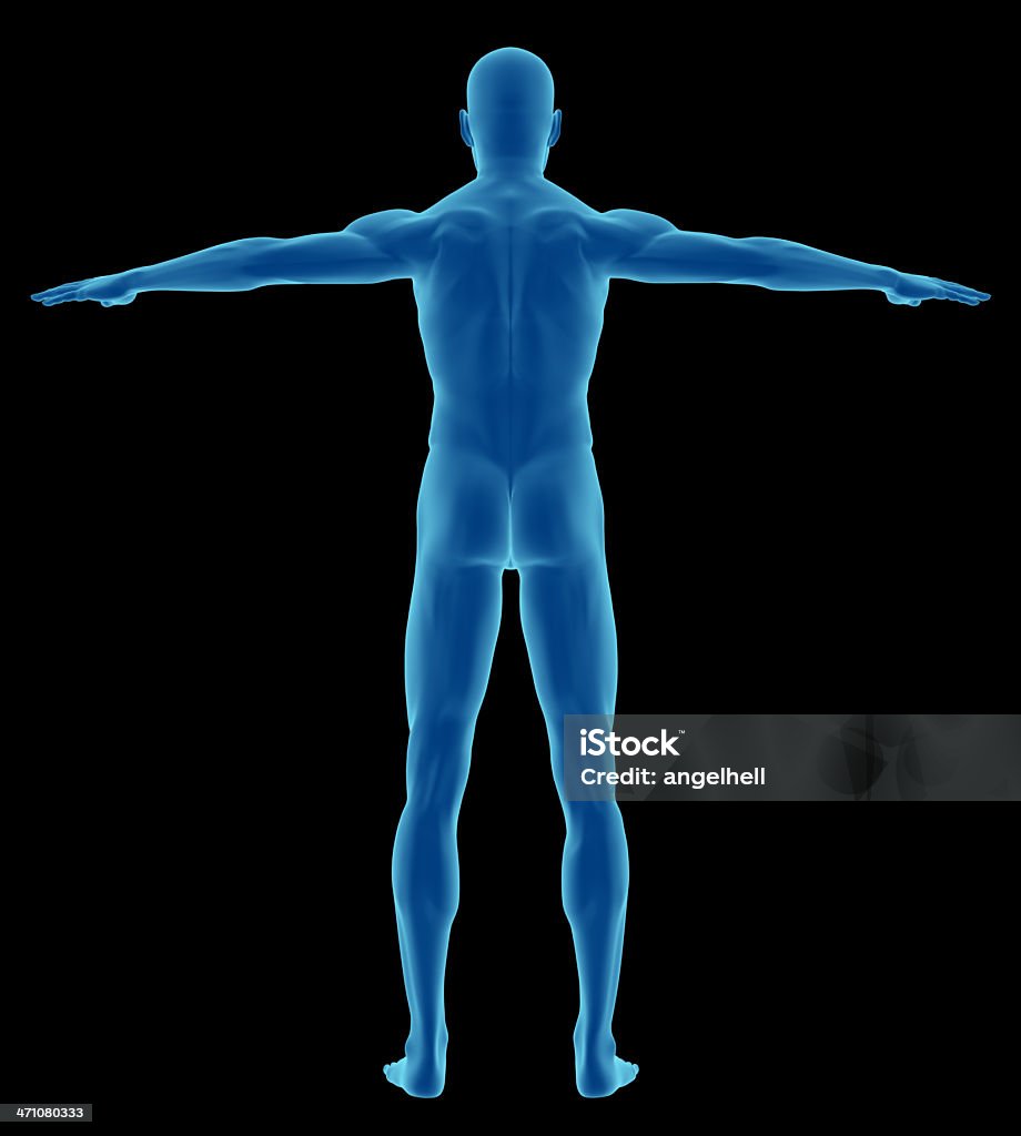 Corpo umano di un uomo di studio - Foto stock royalty-free di Adulto