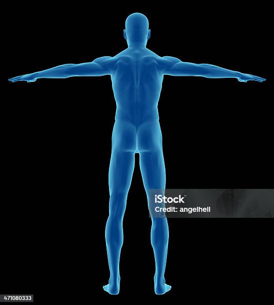 Corpo Umano Di Un Uomo Di Studio - Fotografie stock e altre immagini di Adulto - Adulto, Anatomia umana, Arto - Parte del corpo