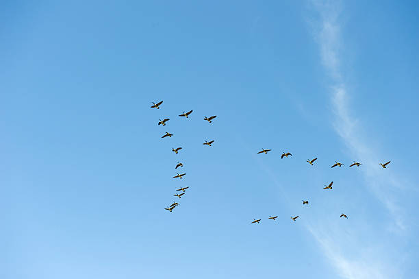 istock Flock of Geese 471080455