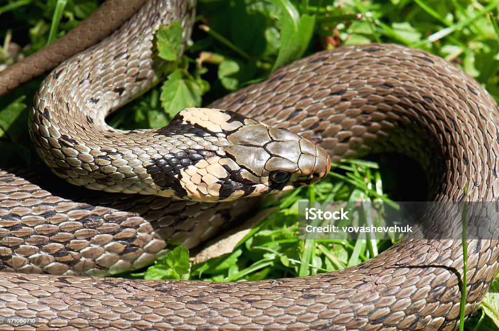 live snake live snake on the grass 2015 Stock Photo