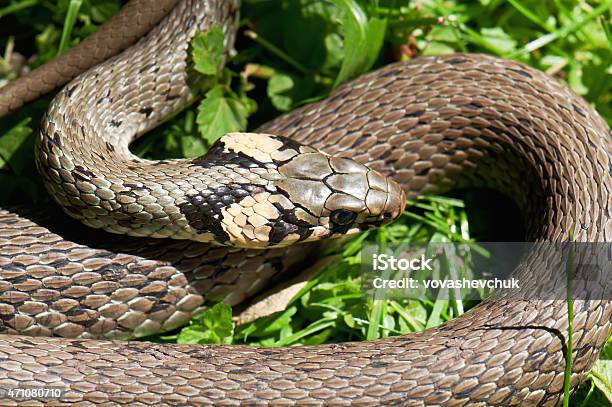 Live Snake Stock Photo - Download Image Now - 2015, Activity, Aggression