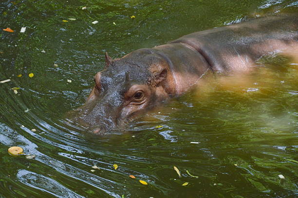 istock hippopotamus dive in the pool 471081044
