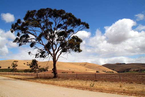 Landscape typical of the Barossa Valley wine region in South Australia.