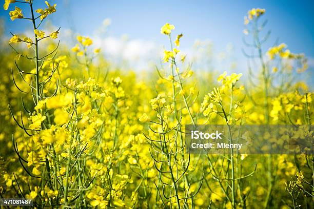 Rzepaku Pole Szczegóły - zdjęcia stockowe i więcej obrazów Bez ludzi - Bez ludzi, Bezchmurne niebo, Canola