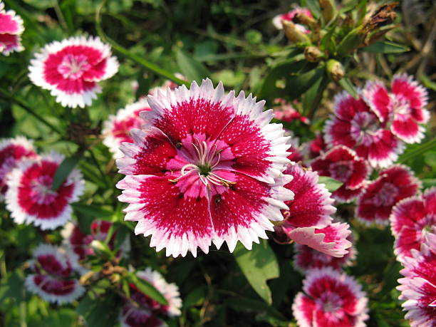 istock Sweet William Flowers 471082331