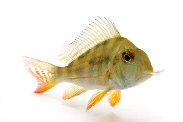 Freshwater fish perch (Perca fluviatilis) in the river. Underwater photography in the river at a rare moment. Asp in its natural habitat. Side view. Selective focus.