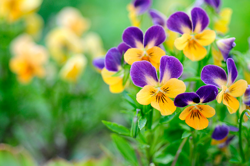 Adorable violets called 