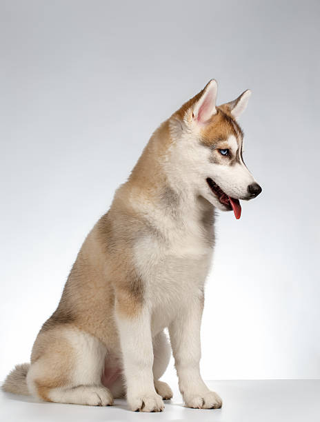 istock Siberian Husky Puppy on White 471083868