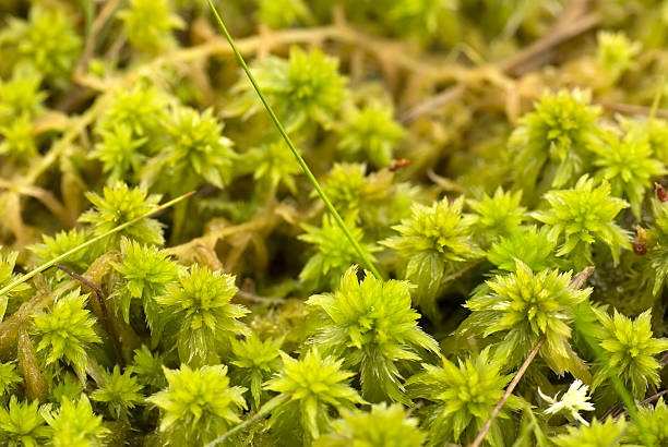 sphagnum moss (s. cuspidatum - sphagnum fotografías e imágenes de stock
