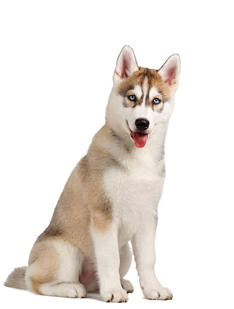 istock Siberian Husky Puppy on White 471084020