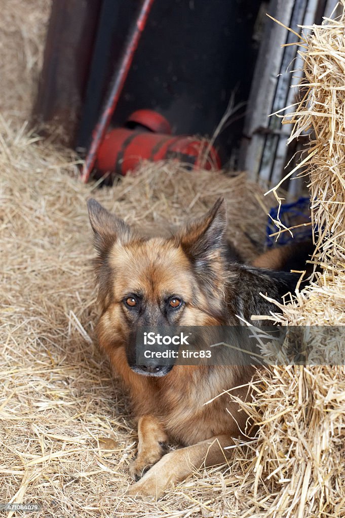 Немецкая овчарка собаки в hayshed - Стоковые фото Амбар роялти-фри