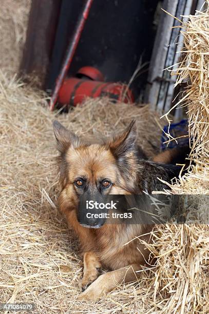 Немецкая Овчарка Собаки В Hayshed — стоковые фотографии и другие картинки Амбар - Амбар, Вертикальный, Волосы животного