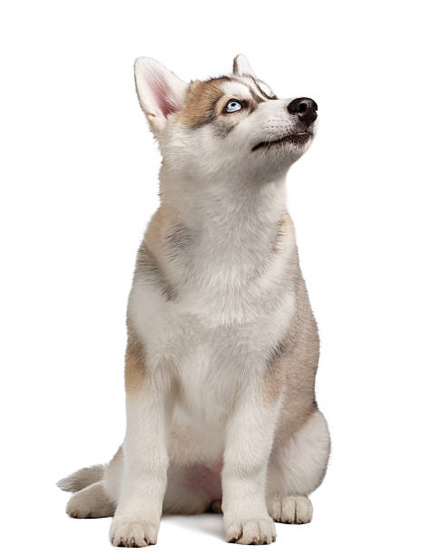 istock Siberian Husky Puppy on White 471084116