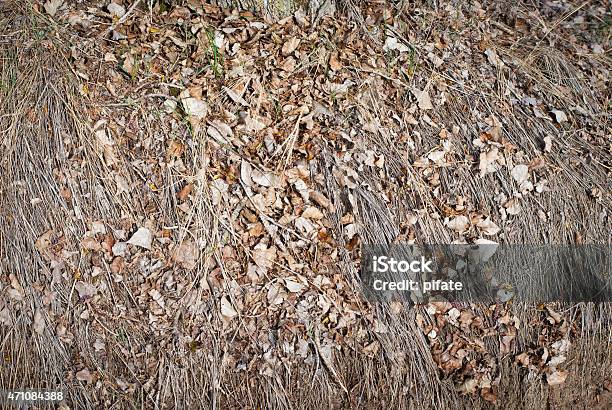 Fallen Leaves Laying On The Ground Stock Photo - Download Image Now - 2015, Above, Autumn