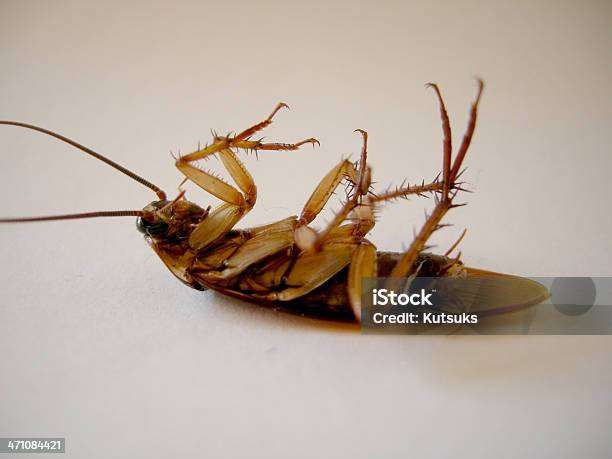 바퀴벌레 갈색에 대한 스톡 사진 및 기타 이미지 - 갈색, 곤충, 괴상한