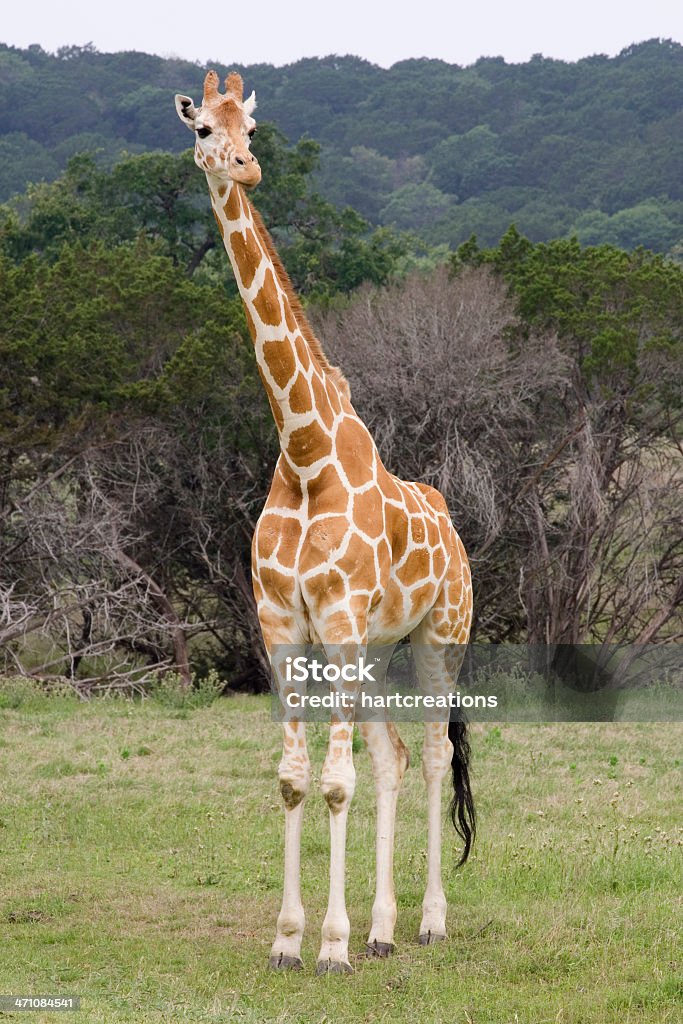 giraffe - Lizenzfrei Baum Stock-Foto