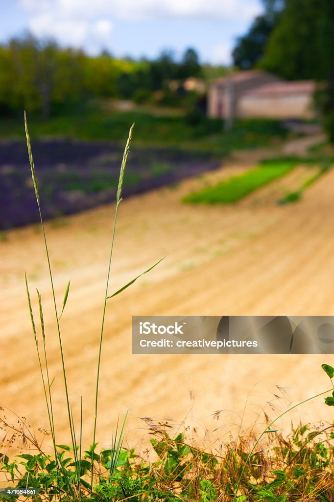 Perdido en provenza - Foto de stock de Agricultura libre de derechos